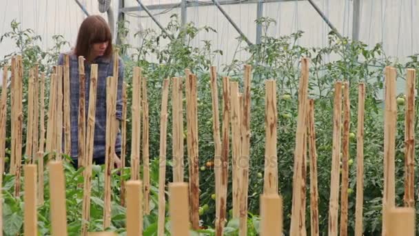 Mädchen überprüft Tomaten im Gewächshaus — Stockvideo