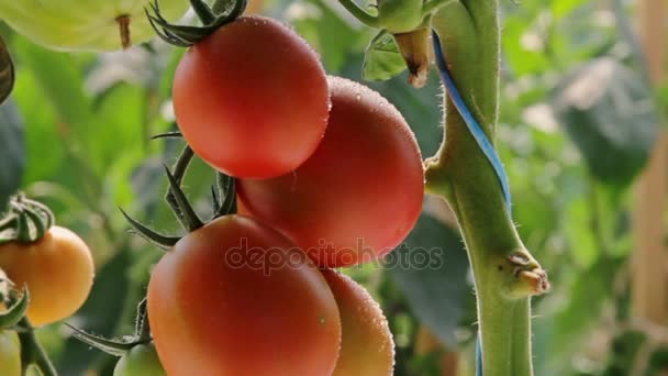 Tomates en invernadero rociados con agua - de cerca — Vídeo de stock