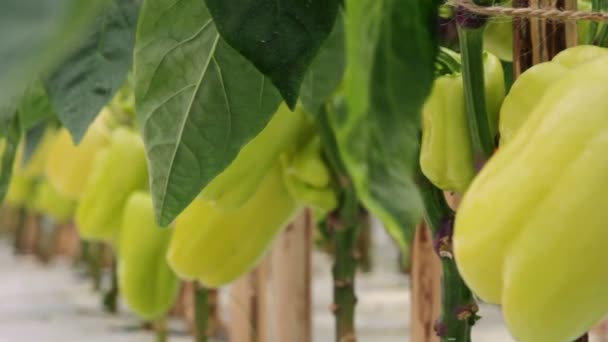 Peppers in greenhouse - close up — Stock Video