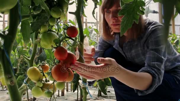Девушка распыляет помидоры в теплице — стоковое видео