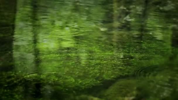 Unterwasser-Moos Hintergrund — Stockvideo