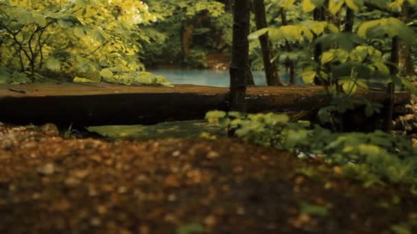 Spaziergang auf einer Holzbrücke, herbstliche Landschaft — Stockvideo