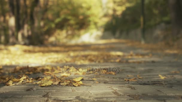 Primo piano di piedi di una donna corridore che corre in foglie autunnali. Fitness stile di vita sano . — Video Stock