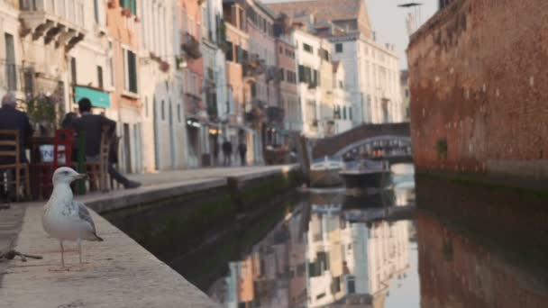 Pescărușul urmărește barca care vine pe vechiul canal îngust din Veneția, Italia — Videoclip de stoc