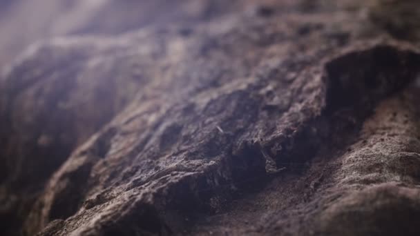 Close up tree trunk, selective focus with lens flares — Stock Video