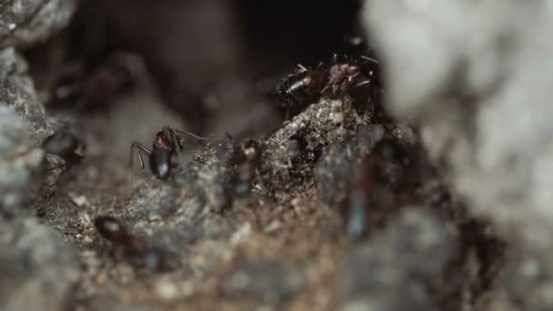 Stock video Macro shot of big red ants working