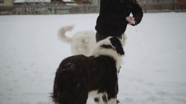 Genç kız karda iki köpek ile çalış
