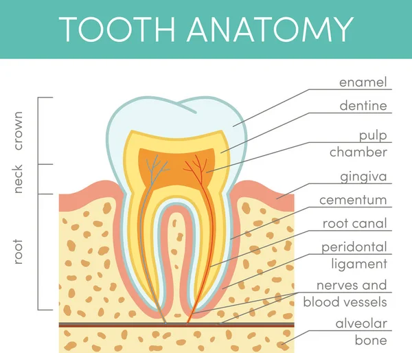 Anatomía de los dientes humanos — Vector de stock