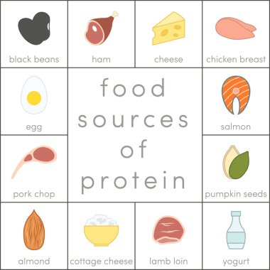 protein besin kaynakları