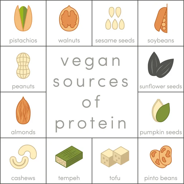 Vegan bronnen van eiwitten — Stockvector
