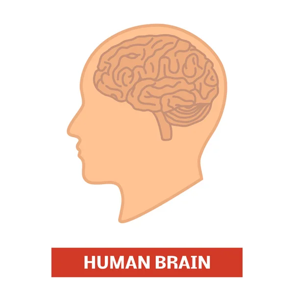 Cerebro humano en la cabeza — Vector de stock