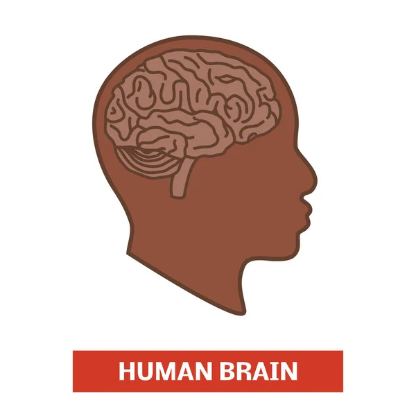Εγκεφάλου στο κεφάλι — Διανυσματικό Αρχείο