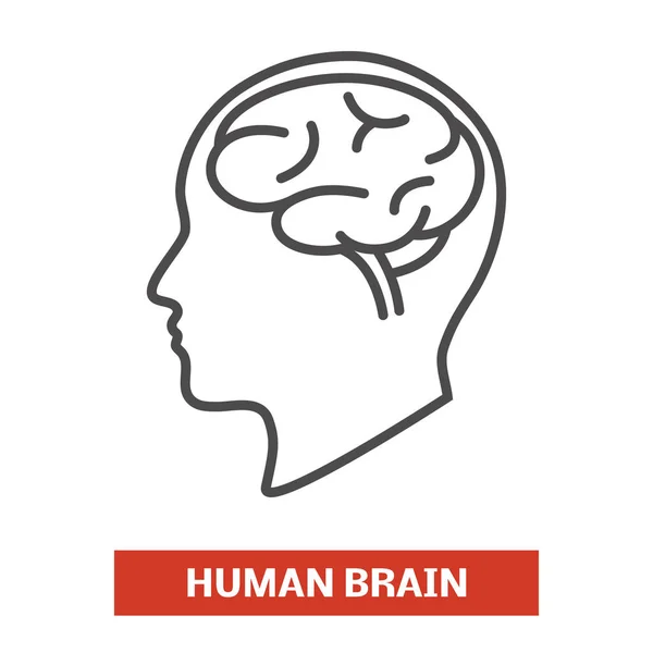 人間の脳の図 ストックイラスト