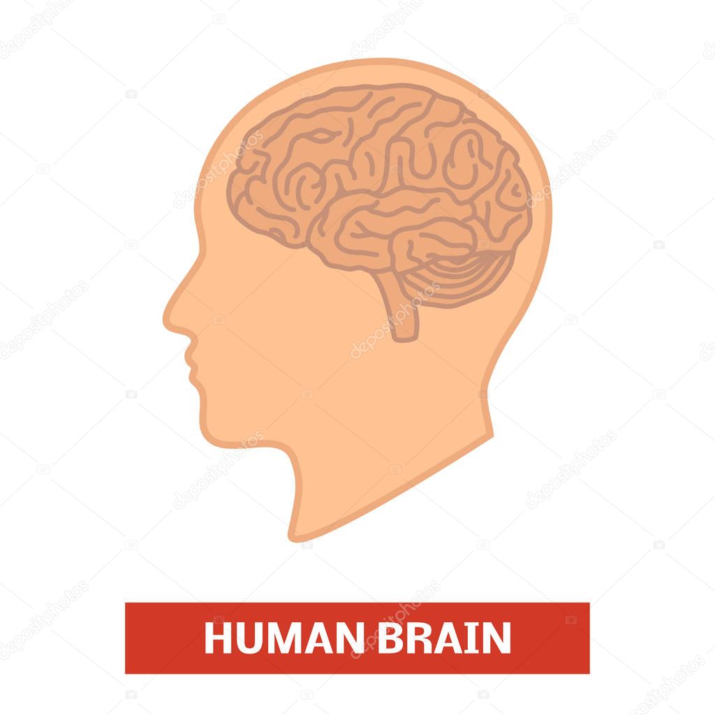 Human brain in the head 