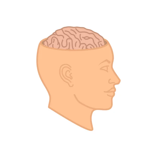 Cerebro humano en el vector de la cabeza — Vector de stock