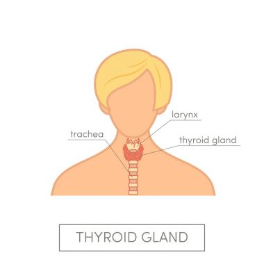 Tiroid bezi erkek anatomisi