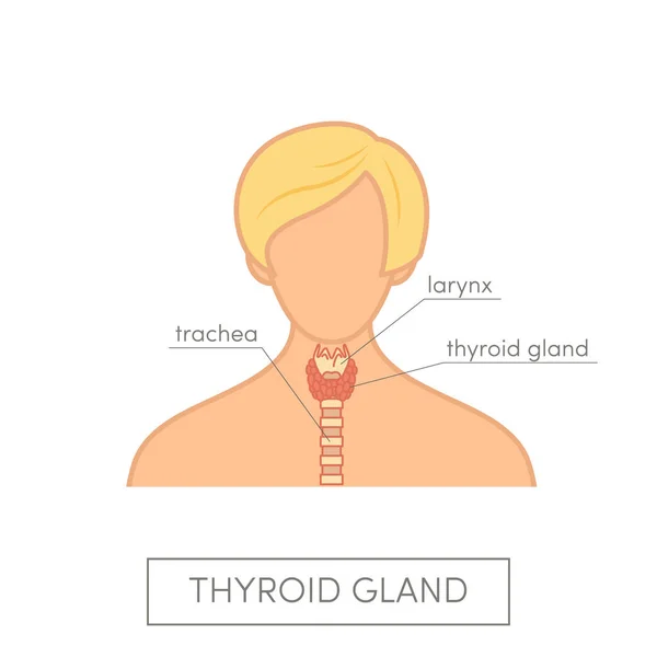 Anatomia da glândula tireóide da mulher — Vetor de Stock