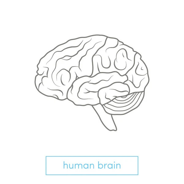 Otak manusia di vektor kepala - Stok Vektor