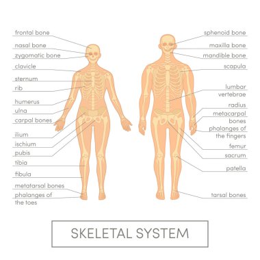 Skeletal system vector clipart