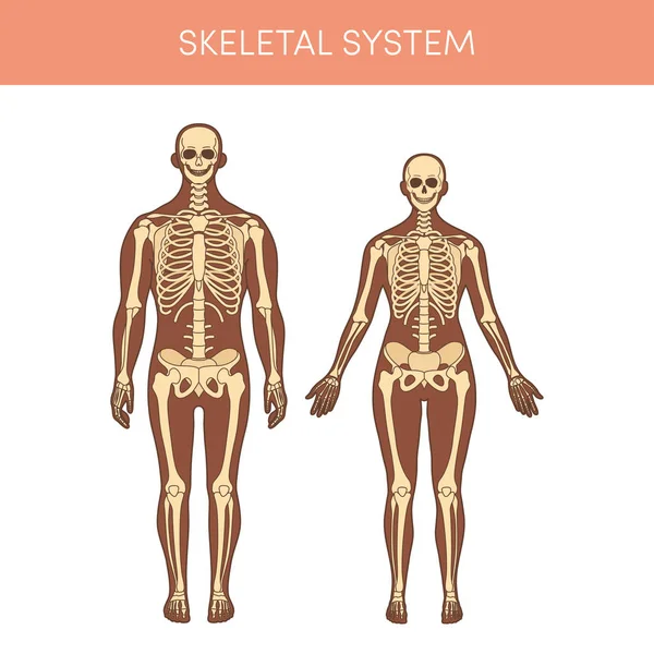 Sistema scheletrico di un umano Vettoriale Stock