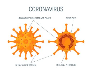 Coronavirus enine kesit diyagramı. Vektör illüstrasyonu çizgi film tarzında beyaz bir arkaplanda izole edildi. Tıbbi bilgi grafikleri, posterler, gönderiler vs. için tasarım.