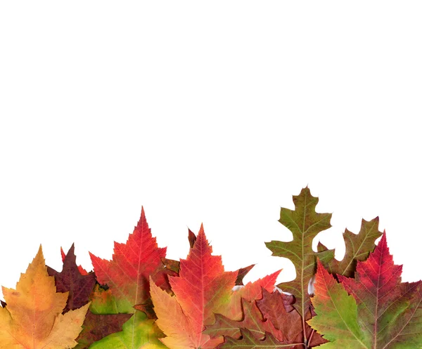 Hojas brillantes de otoño aisladas sobre fondo blanco — Foto de Stock