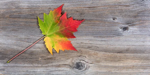 Hoja de arce de otoño único vibrante en madera rústica — Foto de Stock