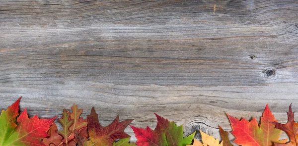 Feuilles d'érable et de chêne d'automne vibrantes sur bois rustique — Photo