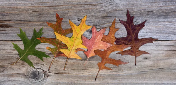 Véritables feuilles d'automne changeant leurs couleurs sur des planches en bois rustiques — Photo