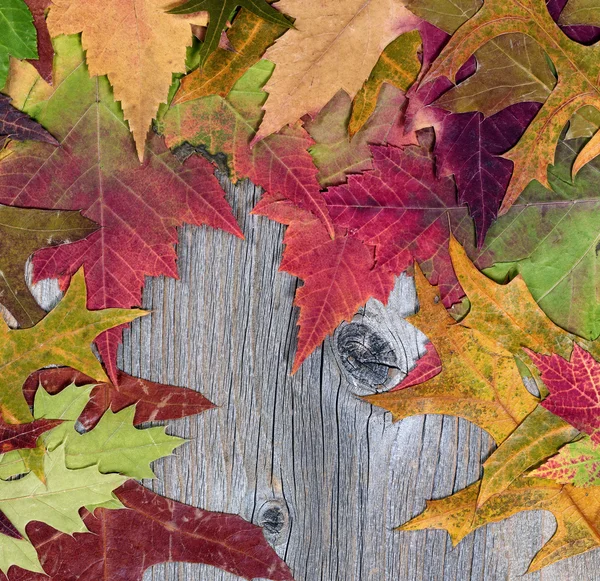 Folhas de outono exibindo suas cores em tábuas de madeira rústica — Fotografia de Stock