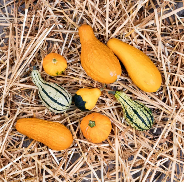 Real autumn gourds and straw on rustic wooden boards — Stock Photo, Image