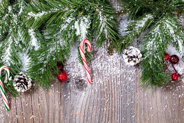 Evergreen branch tips and canes covered in snow — Stock Photo, Image