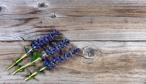 Fleshly cut purple spring wild flowers on rustic wood background — Stock Photo, Image