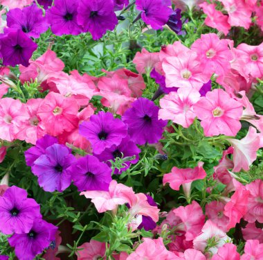 Tam Bloom renkli çiçekler  