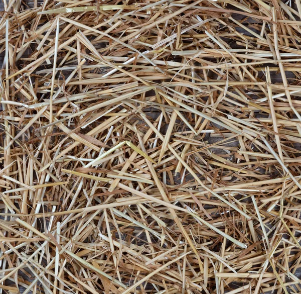 Getrocknetes Stroh auf rustikalem Holz für die Herbstferien Hintergrund — Stockfoto