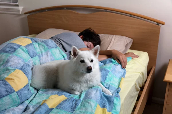 Família cão olhando para fora para adolescente menina enquanto ela está dormindo — Fotografia de Stock