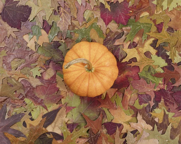 Real pumpkin surrounded with fading Autumn foliage background — Stock Photo, Image