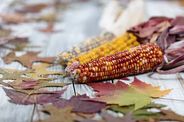 Herfst maïs achtergrond — Stockfoto