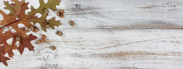 Bolotas de outono e folhas com ramos em madeira branca rústica de volta — Fotografia de Stock