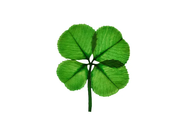 Real Four Leaf Clover on white background — Stock Photo, Image