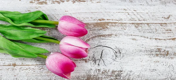 Bunte rosa und weiße Tulpen auf rustikalem weißem Holz zu Ostern — Stockfoto