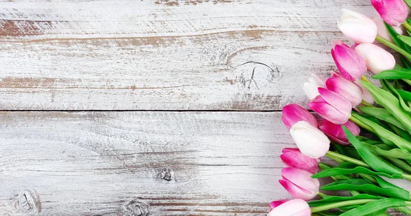 Tulipes roses printanières sur des planches en bois altérées blanches — Photo