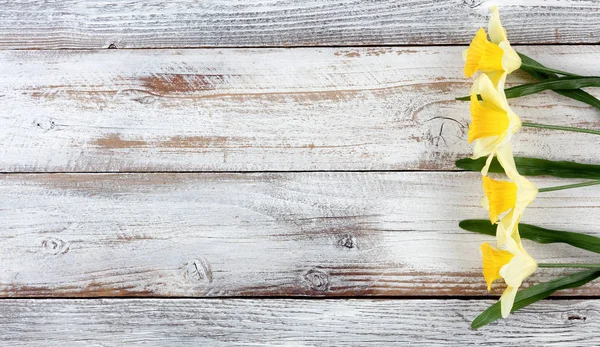 Κίτρινο daffodils σε λευκό ξεπερασμένο ξύλινες σανίδες — Φωτογραφία Αρχείου