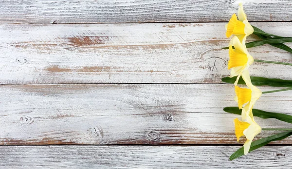 Jonquilles jaunes sur des planches de bois altérées blanches — Photo