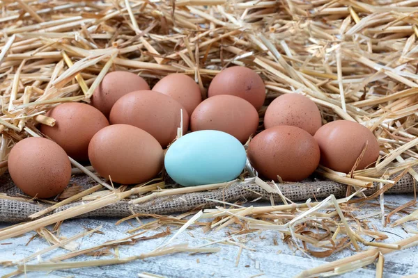 Gros plan oeuf bleu simple avec des oeufs de poulet crus biologiques marron lyi — Photo