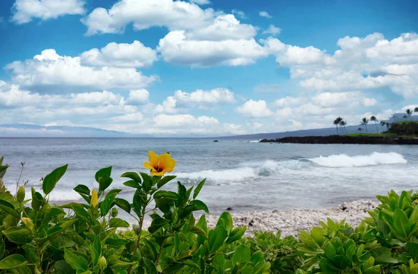 Flores silvestres junto al océano y la playa —  Fotos de Stock