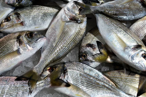 Свежая сырая рыба на льду для рынка в крупном размере — стоковое фото
