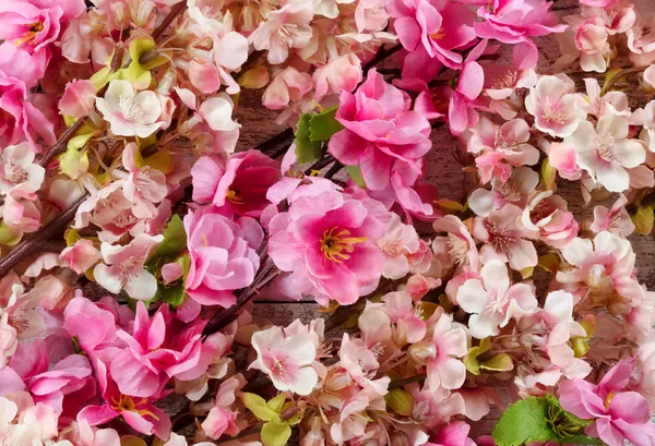 Bahar mevsimi için suni kiraz çiçeklerinin çerçevesi — Stok fotoğraf