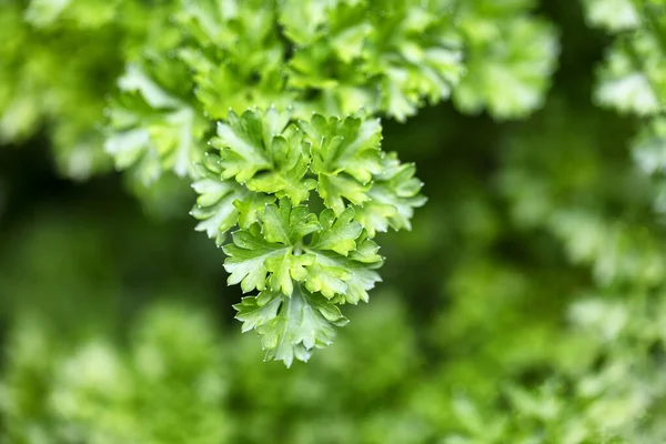 Primer Plano Perejil Hoja Plana Italiano Fresco — Foto de Stock