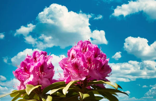 Flores Rododendro Nativas Del Estado Washington Floreciendo Durante Primavera —  Fotos de Stock